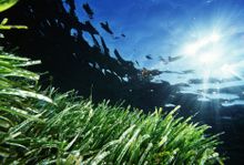Formentera's Posidonia 