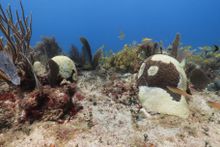Coral affected by the 