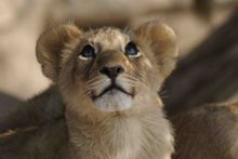 Cub love at Sanctuary Chief's Camp Botswana