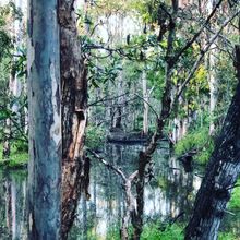Natural billabong on 40 acre nature reserve