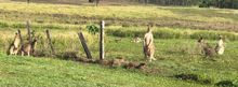 Resident Kangaroo family