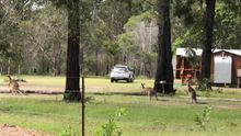 Kangaroos visiting Mango Lodge