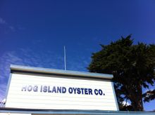 Hog Island Oyster Co. in Marin County