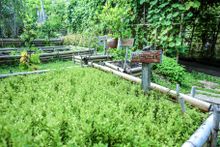 Keemala Organic Herbs, Vegetables and Fruit Garden