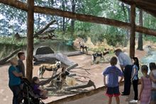 St. Louis Zoo- Painted Dog Rendering