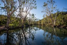 Stony Creek, Byfield Rainforest