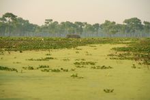 Louisiana swamplands