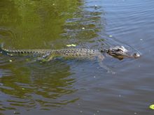 Swamp tour, Louisiana