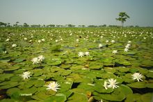 Martin Lake, Lafayette
