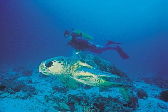 Turtles are one of Heron Island's key natural attractions 
