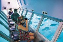 Semi Sub - one of the may activities Heron Island guests can enjoy whilst learning about Heron's extraordinary range of marine l