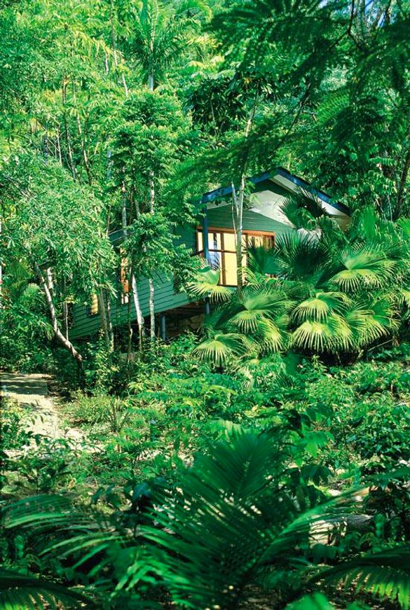 Treehouse accommodation Silky Oaks Lodge