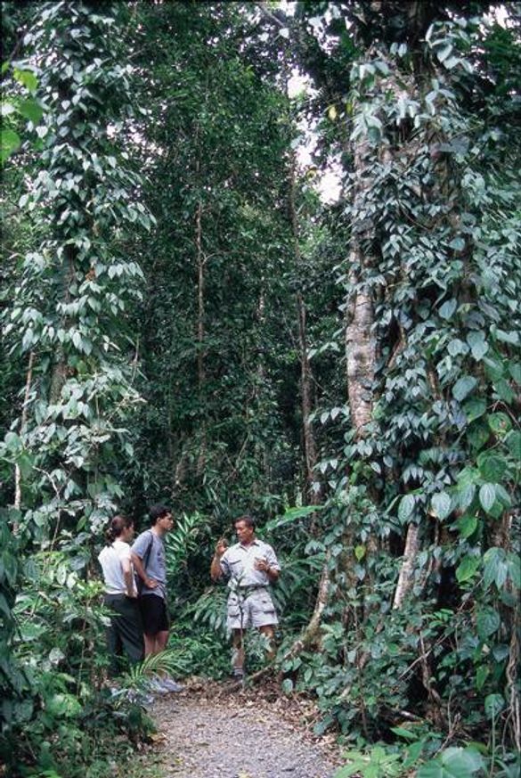 rainforest tours