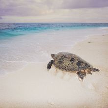 Turtles - Wilson guests from October to April