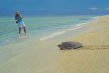 Turtles up close at Wilson Island