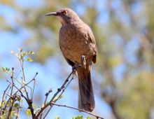 Curved Bill Thrasher 