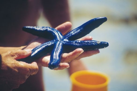 Nature up close at Heron Island