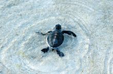 hatchlings at Heron
