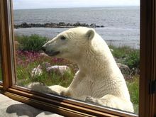 Seal River Heritage Lodge Polar Bear