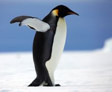 emperor penguin
