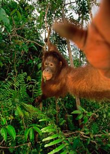 borneo oranguatan