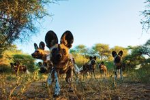 Botswana Wild Dogs