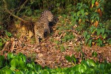 Brazil Jaguar