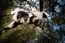 Madagascar Black and White Ruffed Lemur