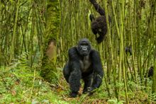 Rwanda Mountain Gorilla
