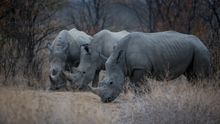Namibia Black Rhino