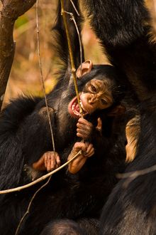 Tanzania Chimpanzee