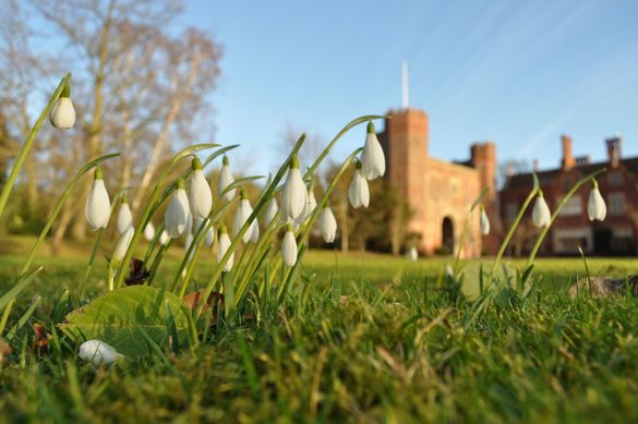 Snowdrops At Hodsock