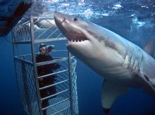 Mentor Me - Rodney Fox Shark Expeditions