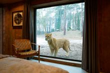 Lion Lodge
