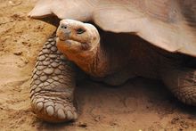 Wildlife in the Galapagos Islands