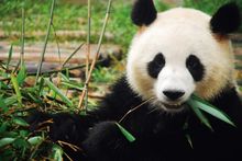 Travel Indochina Chengdu Panda