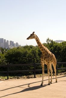 Taronga Zoo, Sydney won a Major Tourist Attraction Gold Award at the Qantas Australian Tourism Awards 