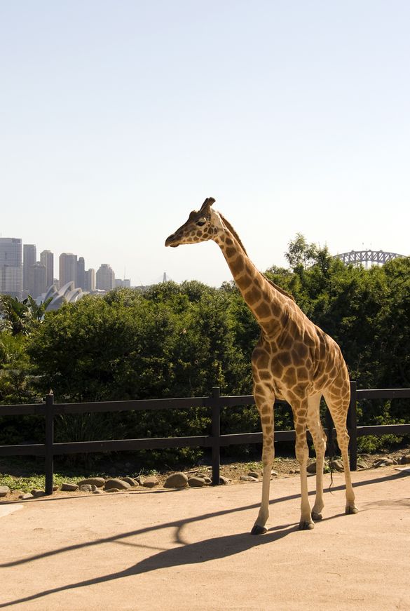 Taronga Zoo, Sydney won a Major Tourist Attraction Gold Award at the Qantas Australian Tourism Awards 