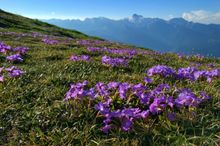 Alpine Flower