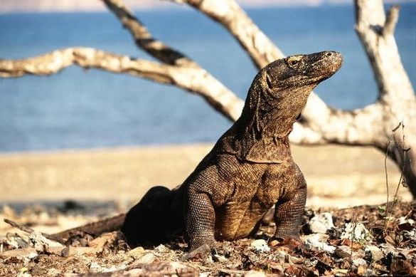 Komodo