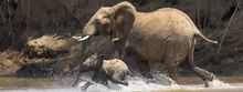 Elephants in Africa