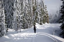 Skier