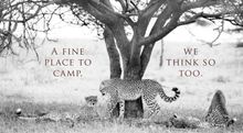 Leopards 