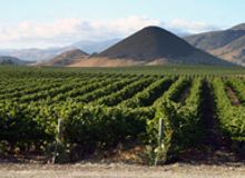 Edna Valley vineyard