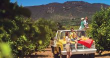 Goleta Lemon Orchard