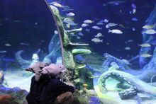 Children enjoying the underwater 180° ocean tunnel at Sea Life Charlotte-Concord at Concord Mills