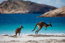 Kangaroos at Lucky Bay in Esperance