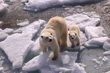 Mummy And Baby Polar Bear