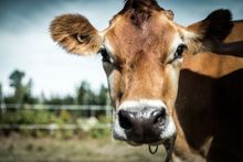 Livestock on a Maine farm.