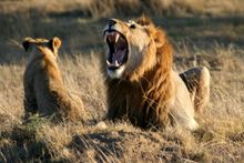 PR2 Lalibela Game Reserve Lion and Club